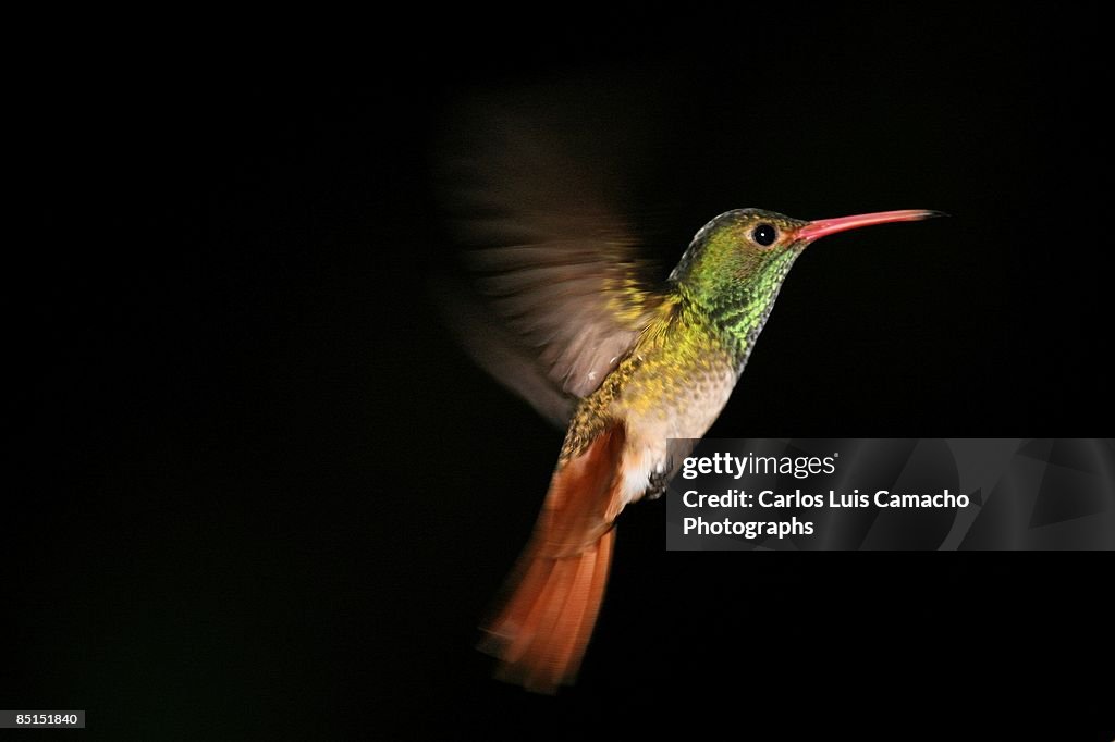 Rufus Hummingbird