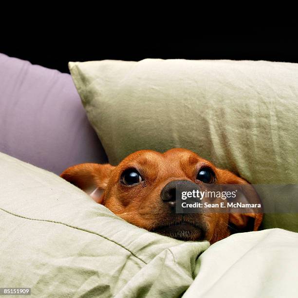 comfortable dog - cushion stock pictures, royalty-free photos & images