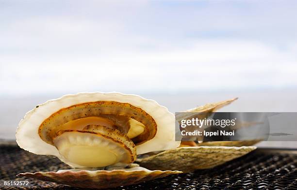 fresh scallop on bbq by the sea - conchiglia di san giacomo foto e immagini stock