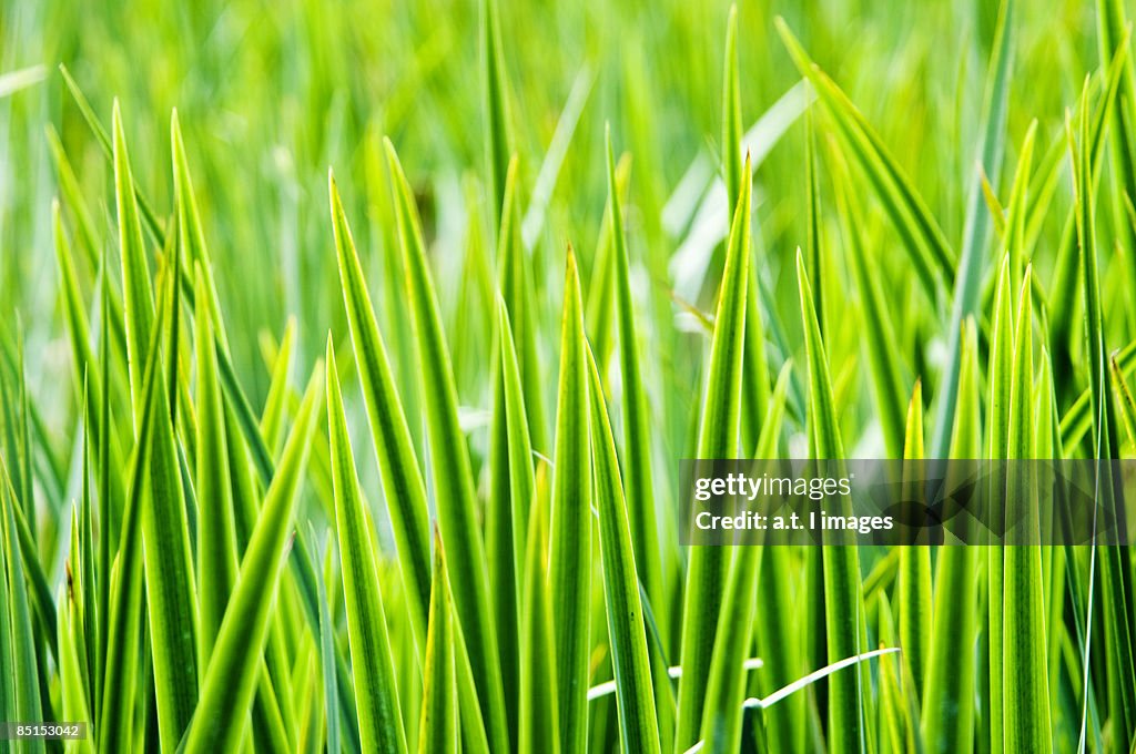 Green Blades of Grass