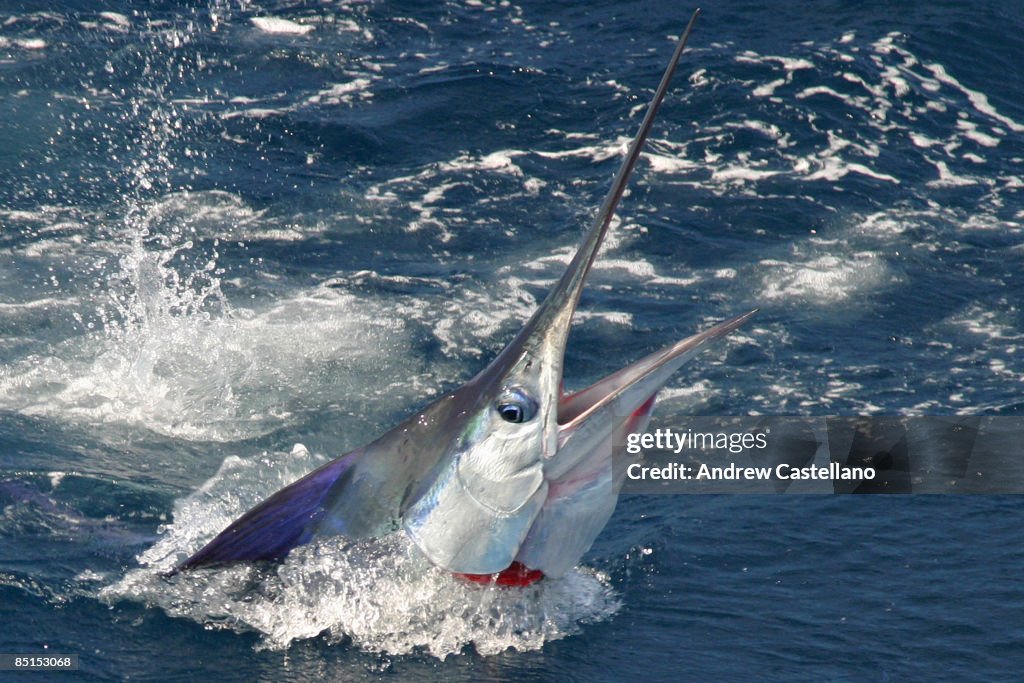 Marlin Getting Rizzy Closeup Of Striped Marlin Coming Out Of The Water High-Res Stock Photo ...