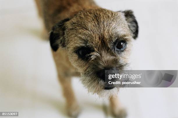 stanley - norfolk terrier - fotografias e filmes do acervo