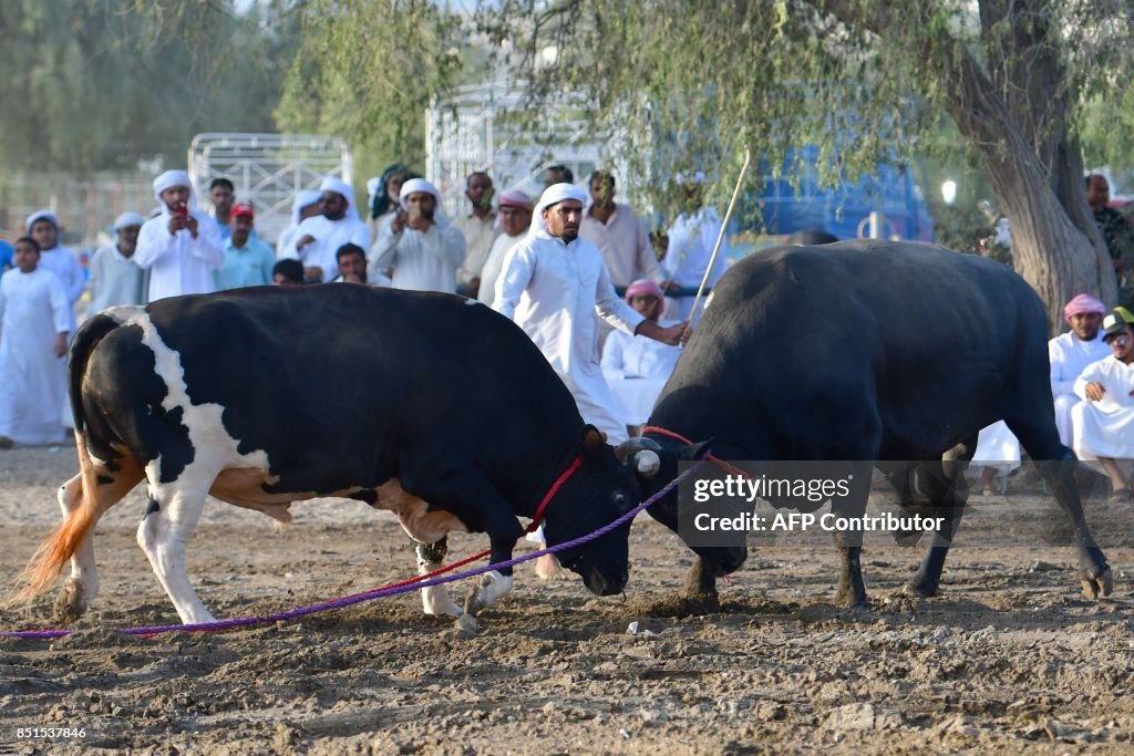 UAE-ANIMAL-BULLFIGTING