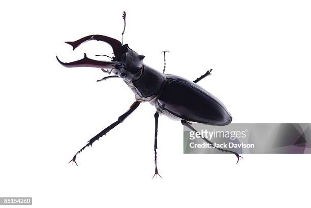 stag beetle - abadejo imagens e fotografias de stock