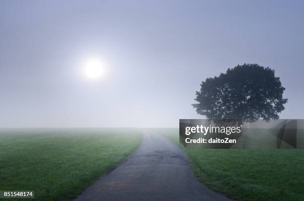 scenic view of single tree near country road on a foggy morning, upper bavaria, germany - raisting stock-fotos und bilder