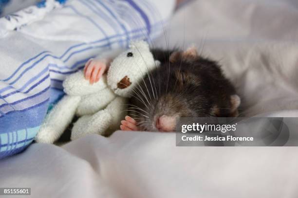 a rat and her bear - rat stock pictures, royalty-free photos & images