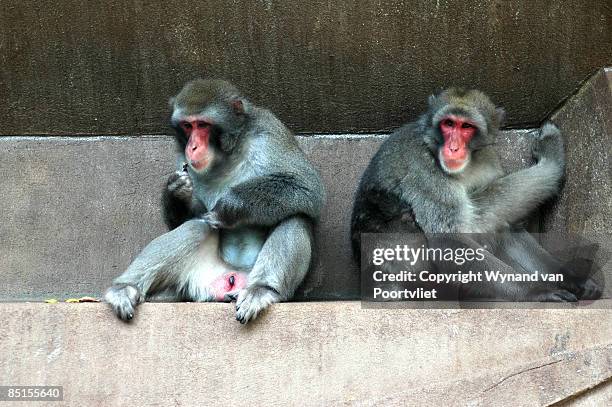 fascinated - wynand van poortvliet stock pictures, royalty-free photos & images