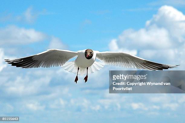 gull in texel - wynand van poortvliet stock pictures, royalty-free photos & images