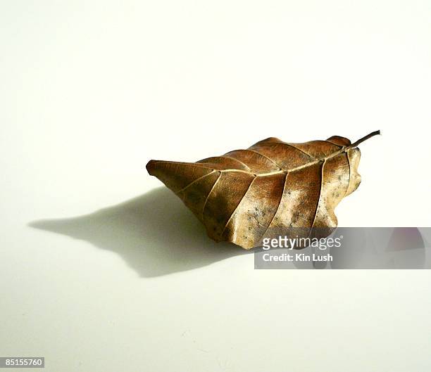 single leaf on white - dry leaf stock pictures, royalty-free photos & images