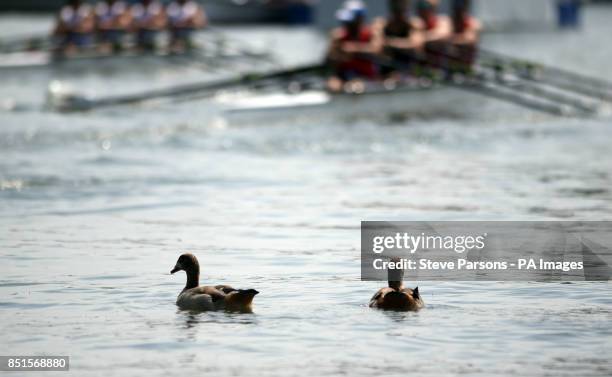 Ducks on the river during day four of the Royal Henley Regatta, Henley on Thames.