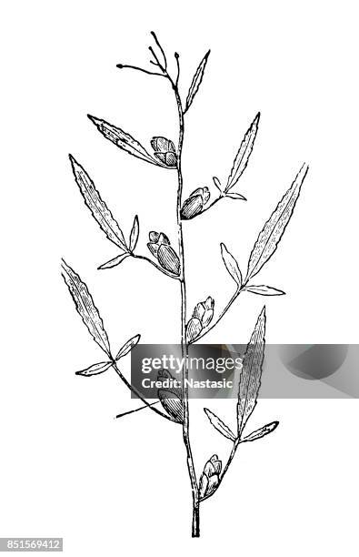 bulbiferious coralwort, bulbiferous cardamine - cardamine bulbifera stock illustrations