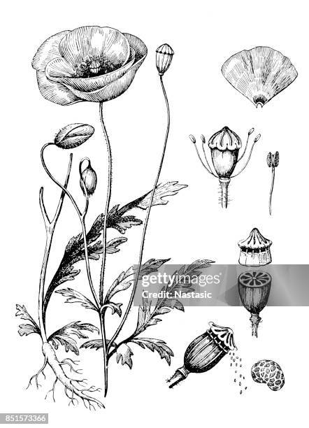 bildbanksillustrationer, clip art samt tecknat material och ikoner med papaver somniferum (vallmo) - poppy plant