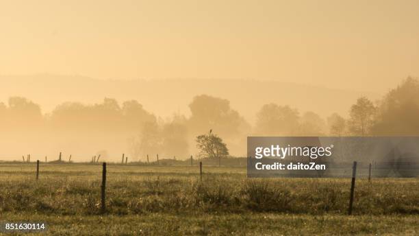 rural scene with trees and fences in early morning fog, lake ammersee region, raisting, upper bavaria, germany - raisting stock-fotos und bilder