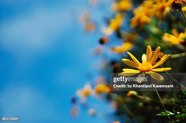 yellow flower on blue sky - anaheim - california ストックフォトと画像