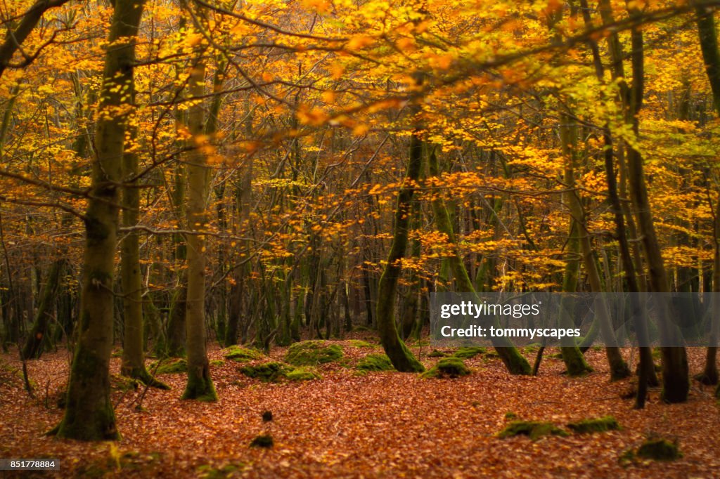 Golden autumn leaves on trees and forest floor