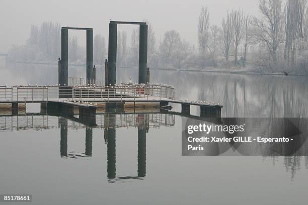 gulls on a pontoon on a river during winter - pontonbrücke stock-fotos und bilder