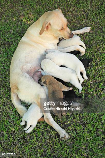 labrador retriever nursing puppies - maman fotografías e imágenes de stock