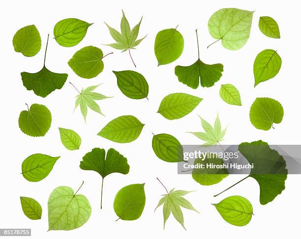 fresh green leaves - leafs stock-fotos und bilder