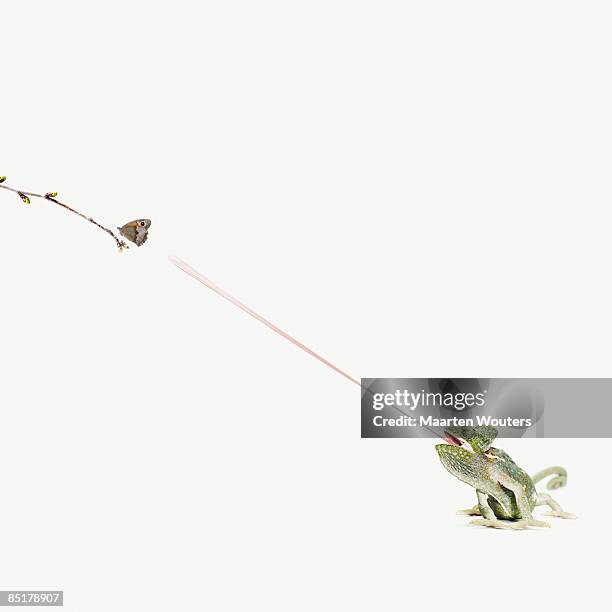 chameleon sticking out tongue to catch butterfly - kameleon stockfoto's en -beelden