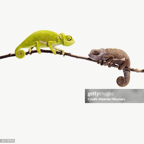 2 different coloured chameleons looking at each ot - chameleon white background stock pictures, royalty-free photos & images