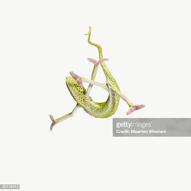 small green lizard falling - chameleon fond blanc photos et images de collection