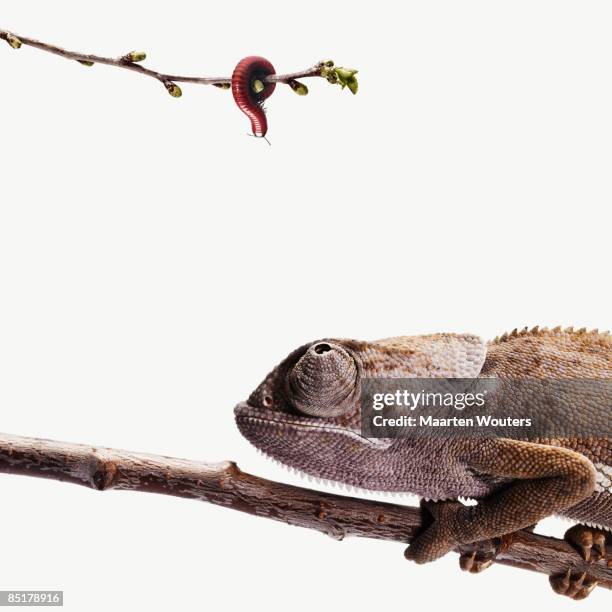 lizard (chameleon) looking up at the bait - chameleon fond blanc photos et images de collection