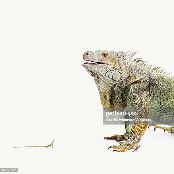 big iguana looking at a little lizard - chameleon fond blanc photos et images de collection