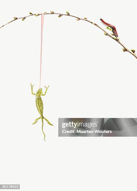 lizard (chameleon) hanging on a branch with tongue - chameleon fond blanc photos et images de collection