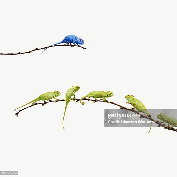 blue chameleon looks at group of green chameleons - chameleon stock pictures, royalty-free photos & images