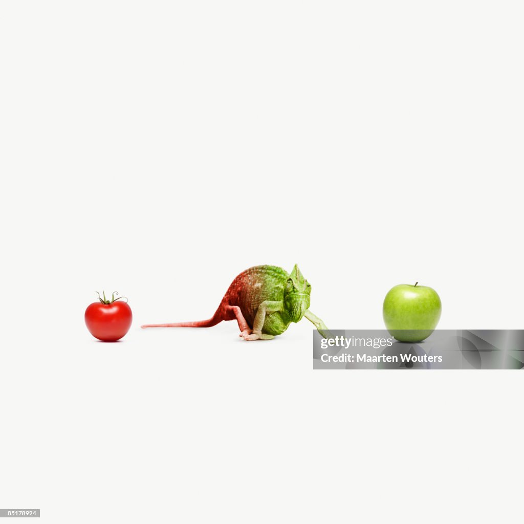 Chameleon standing between an apple and a tomato