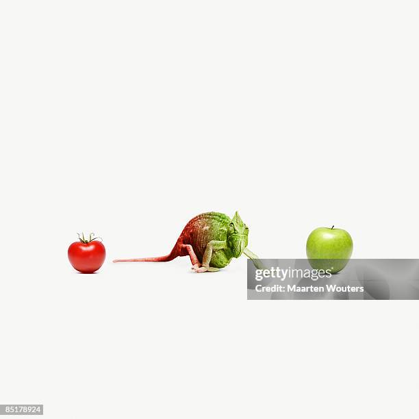 chameleon standing between an apple and a tomato - camaleon stock-fotos und bilder
