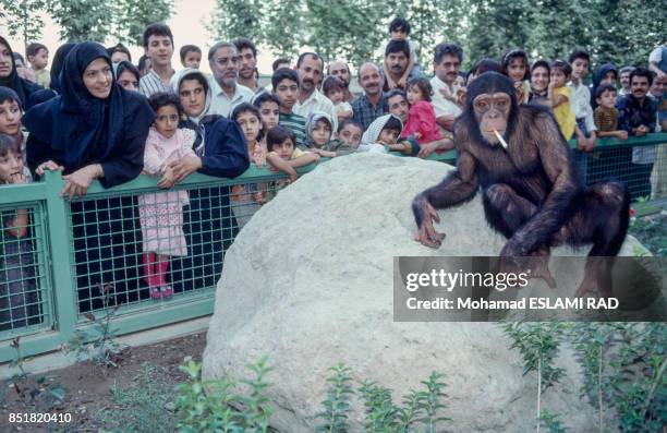 Gorille fumant une cigarette au zoo de Téhéran en février 1993, Iran.