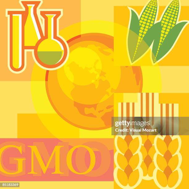 montage illustration about genetically modified organisms containing corn, beakers, wheat and the world - gmo corn stock illustrations