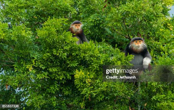 pygathrix nemaeus “queen of langurs” at son tra peninsula, danang, vietnam - rainforest animal stock pictures, royalty-free photos & images