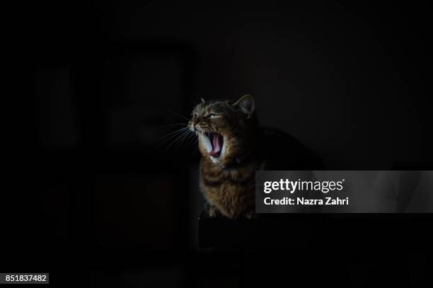munchkin cat yawning in the dark - munchkin cat bildbanksfoton och bilder