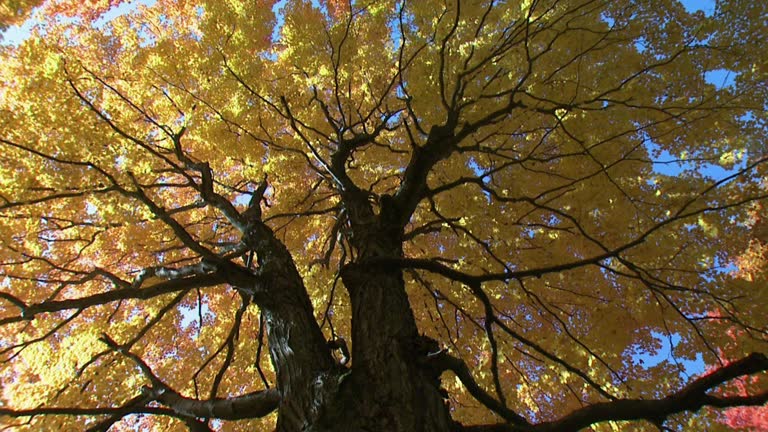 Rare Canadian Tree 1,307 Canada Maple Tree Stock Videos, Footage, & 4K Video Clips - Getty ...