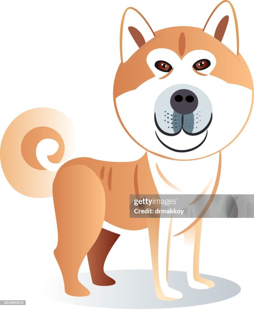 Akita Dog