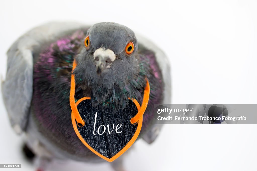 Dove with a loving heart
