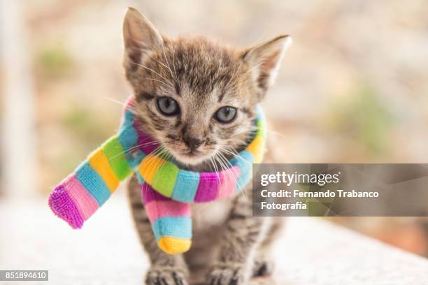 kitten with colorful scarf - shawl collar stock-fotos und bilder