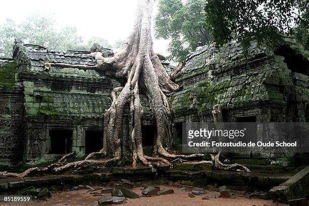 jungle temple - angkor wat stock pictures, royalty-free photos & images