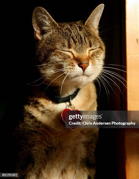 tigger the tabby cat soaking up the sunshine - cat with collar stockfoto's en -beelden