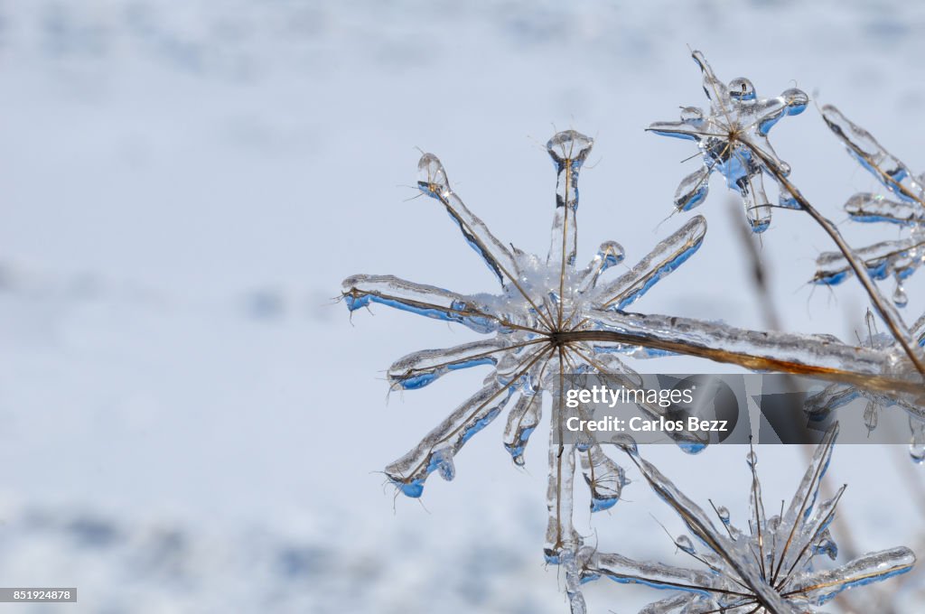 Frozen