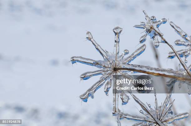 frozen - jaunary stock pictures, royalty-free photos & images