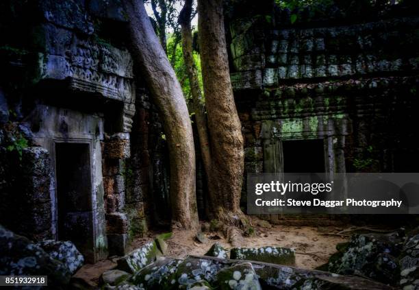 175 Ta Nei Stock Photos, HighRes Pictures, and Images Getty Images