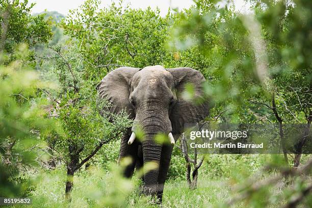 elephant in kruger national park - クルーガー国立公園 ストックフォトと画像
