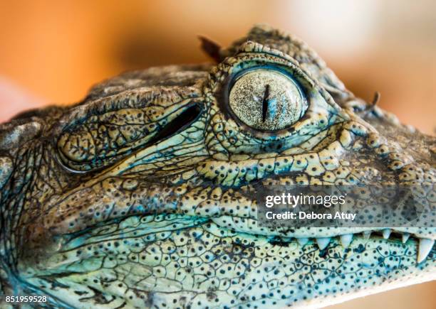 filhote de jacaré - african dwarf crocodile stock pictures, royalty-free photos & images