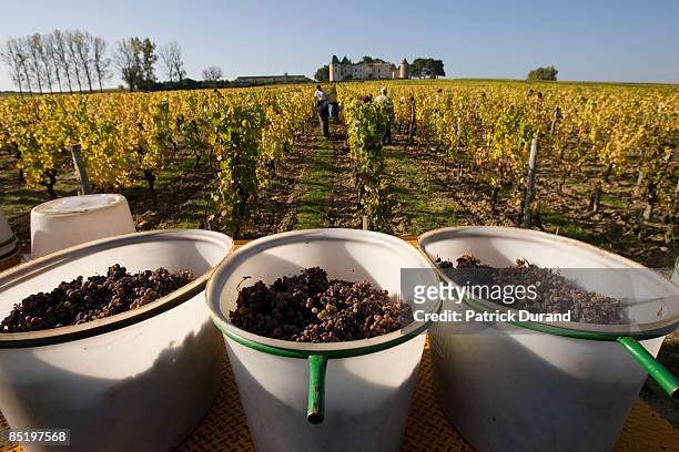 These buckets of feshly picked grapes are lined up before being taken to the Chateau . On October 20, 2008 in Sauternes, Bordeaux, France.