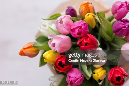 Tulips Tulips