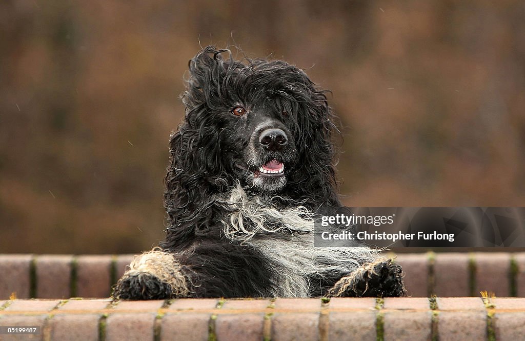 Portugese Water Dog Prepares For Crufts 2009