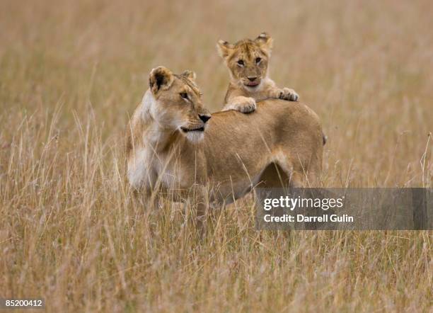 lioness with cubs, panthera leo - löwin stock-fotos und bilder